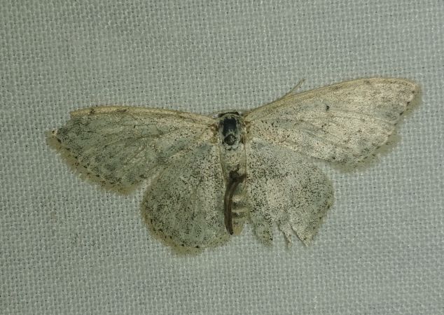 Scopula marginepunctata 