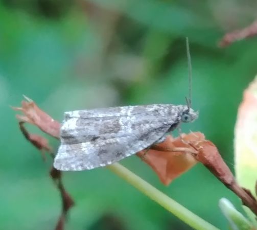 Celypha lacunana 