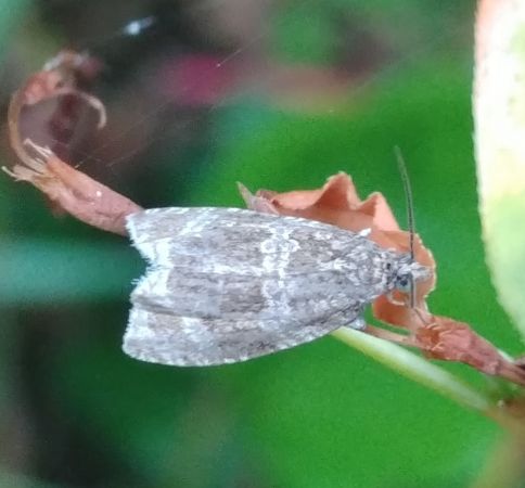 Celypha lacunana 