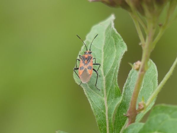 Corizus hyoscyami hyoscyami 