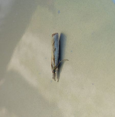 Agriphila inquinatella 