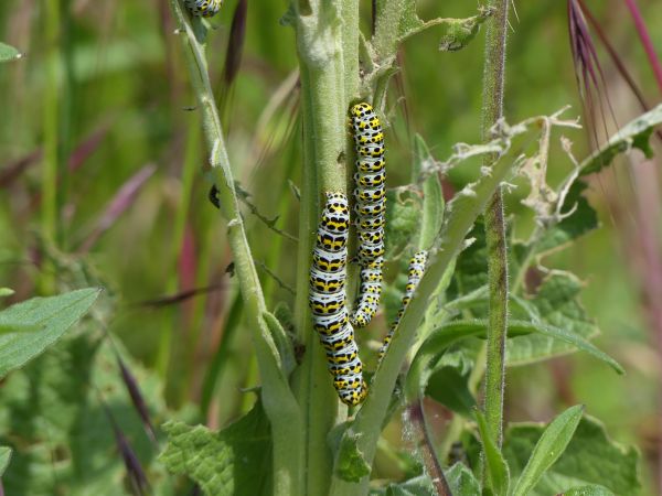 Cucullia verbasci 