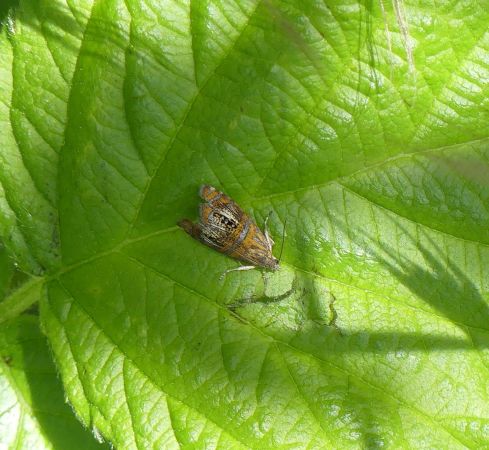 Olethreutes arcuella 