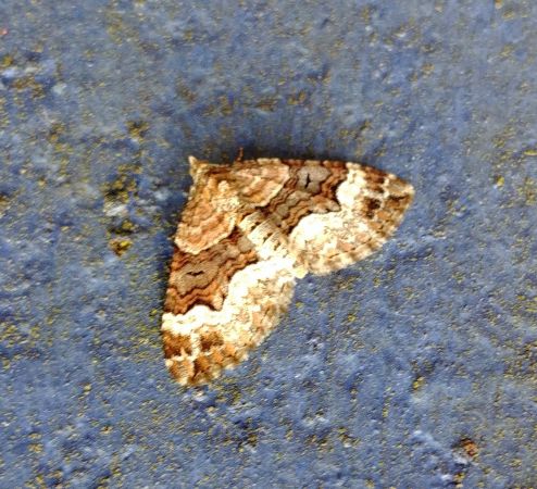 Xanthorhoe biriviata 