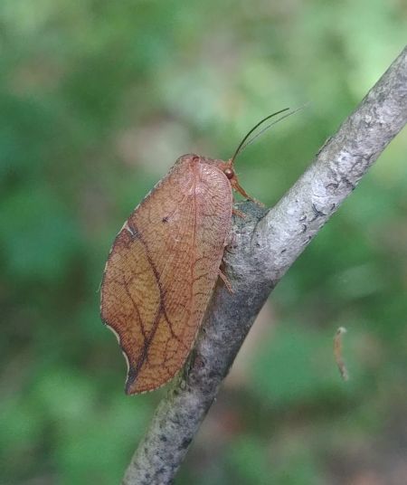 Drepanepteryx phalaenoides 