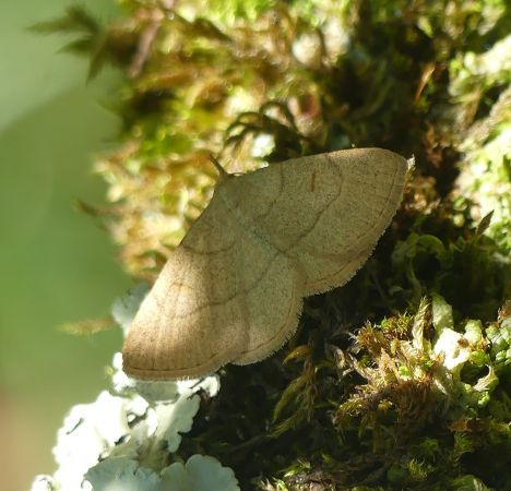 Paracolax tristalis 