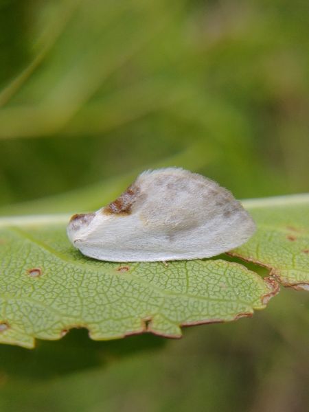 Petite Épine 