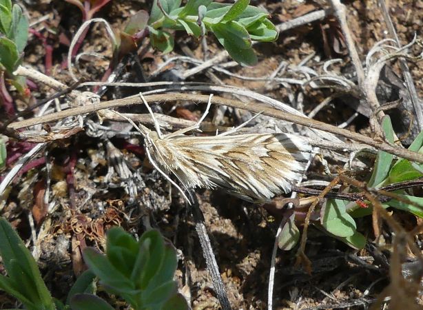 Cynaeda dentalis 