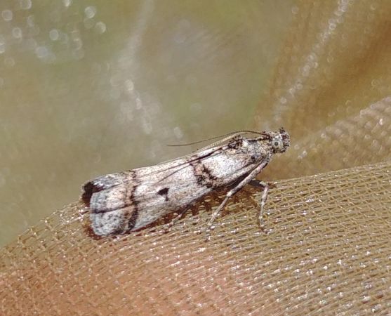 Khorassania compositella 