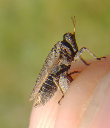 Tétrix commun 