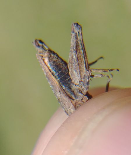 Common Ground-hopper 