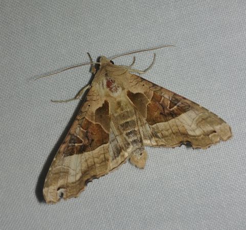 Méticuleuse 