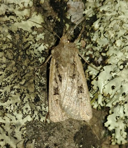 Euxoa obelisca 