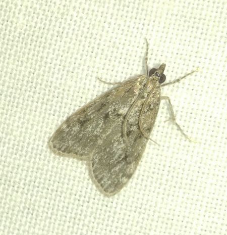 Eudonia truncicolella 