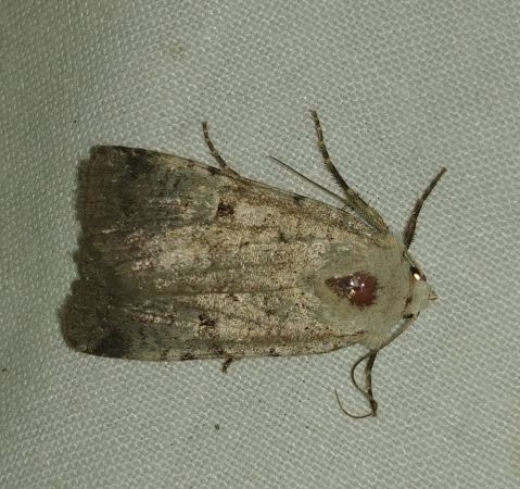 Chersotis margaritacea 