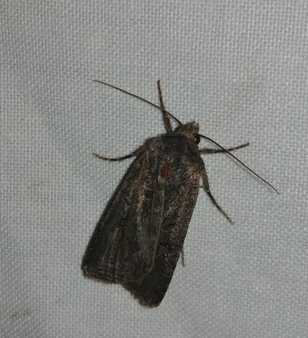 Trimaculée 