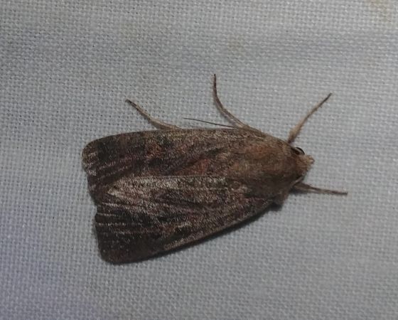 Trimaculée 