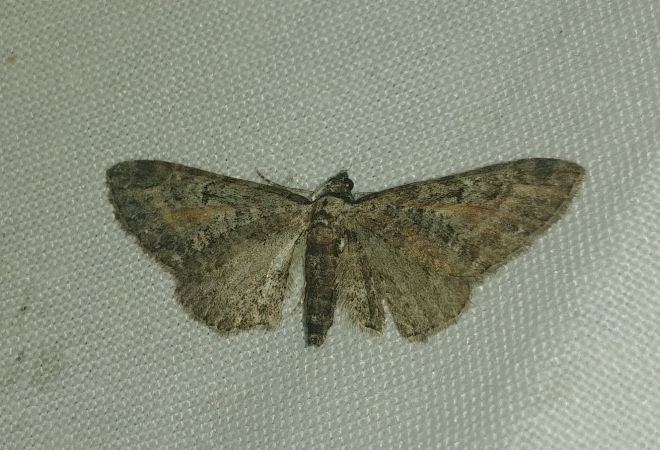 Eupithecia icterata 