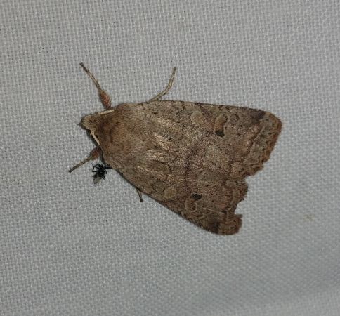 Agrochola laevis 