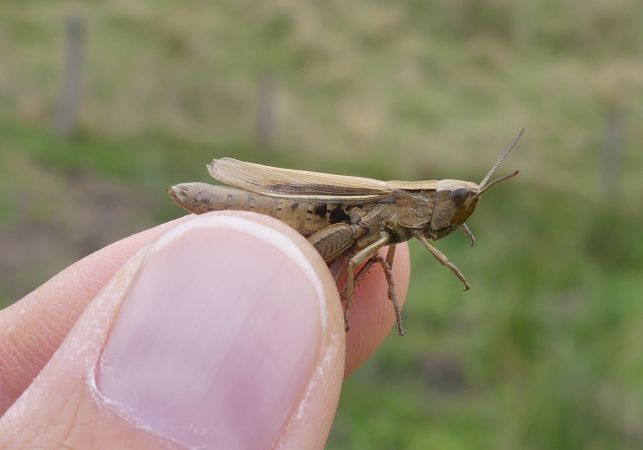Criquet marginé  - Bufo Fizesan (Bufo)