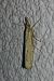 Agriphila geniculea 