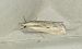 Agriphila geniculea 