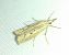 Agriphila geniculea 