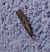 Agriphila inquinatella 
