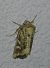 Luperina dumerilii 