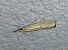 Agriphila inquinatella 