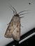 Noctuelle trapue 
