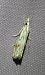 Catoptria falsella 