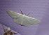 Idaea straminata 