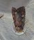 Noctuelle des potagers 