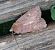 Noctuelle des potagers 
