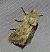 Luperina dumerilii 