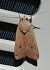 Hibou 