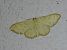 Idaea straminata 