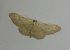 Idaea straminata 