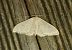 Idaea straminata 