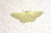 Idaea straminata 