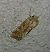 Luperina dumerilii 
