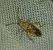 Stictopleurus abutilon 