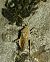Stictopleurus abutilon 