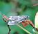 Celypha lacunana 