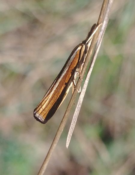 Crambus des tiges 