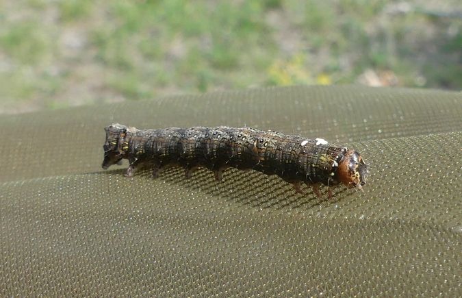 Allophyes oxyacanthae 