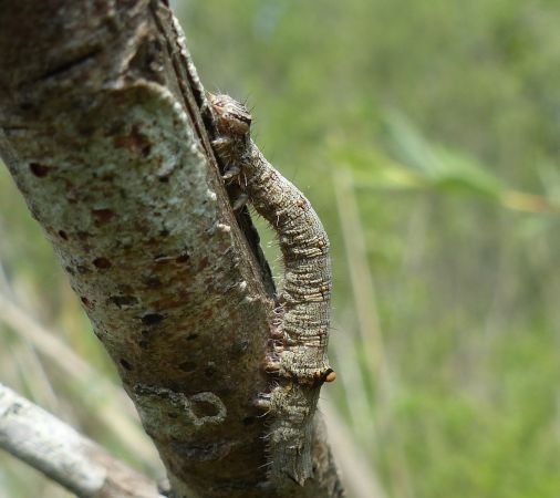 Catocala electa 
