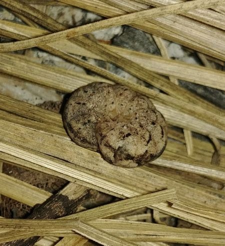 Polia nebulosa 
