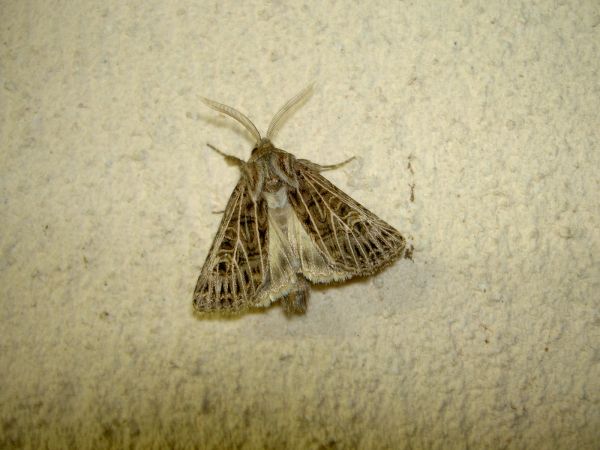 Tholera decimalis 
